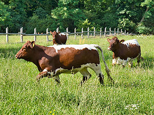 Bild: Rinder im Schlosspark Schönbusch