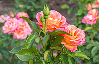 Link to enlarged picture