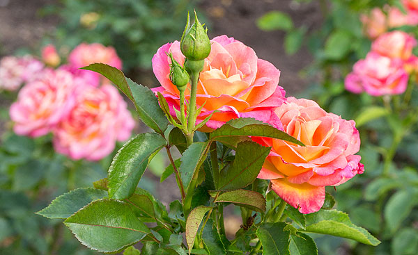 42+ großartig Bilder Garten Bamberg / Bamberg Tag Der Offenen Garten Tur Findet Nur Im Kleinen Rahmen Statt : Fügen sie ein foto hinzu.