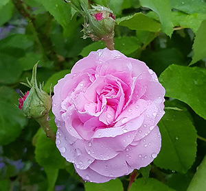 Bild: Blühende Rose auf der Roseninsel