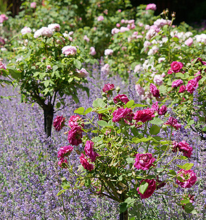 Bild: Rosenblüte auf der Roseninsel