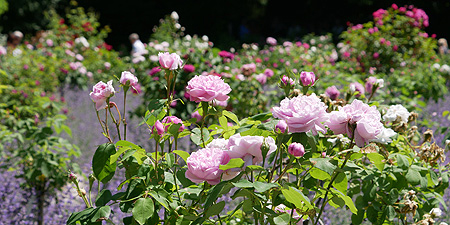 Bild: Rosenblüte