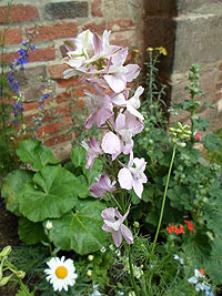 Link to enlarged picture