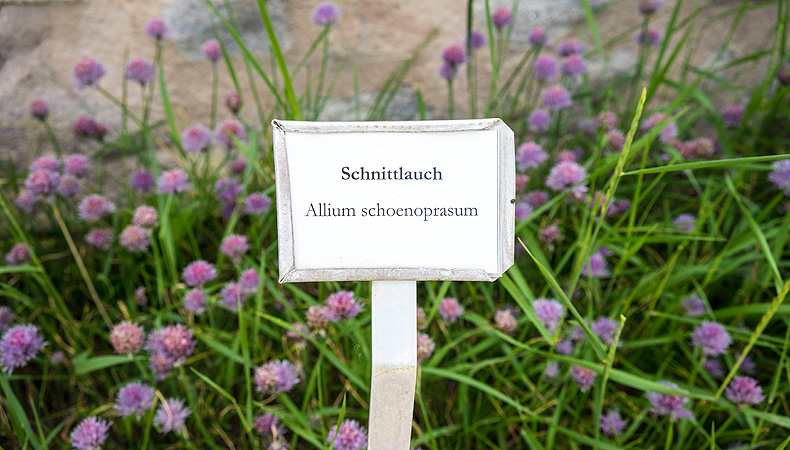 Show planting in the castle garden