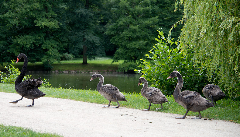 Black swans