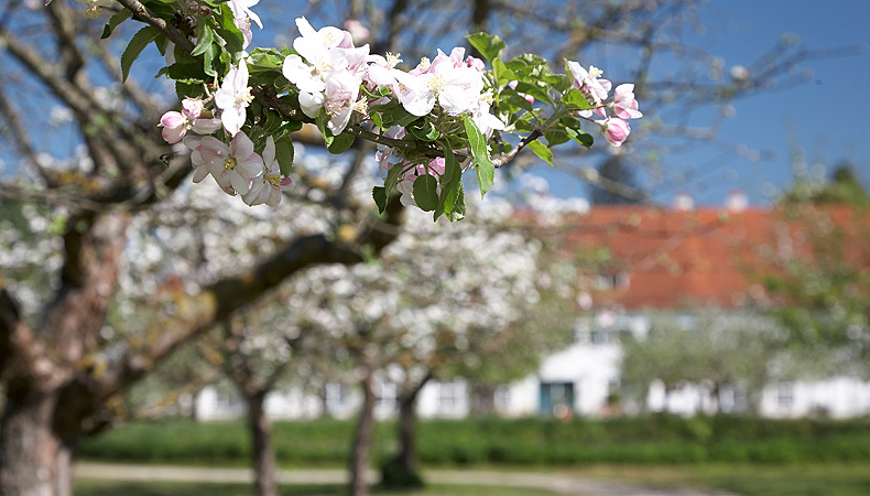 Blossoming fruit trees in the kitchen garden