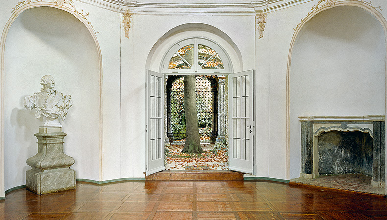 Beech tree in the courtyard