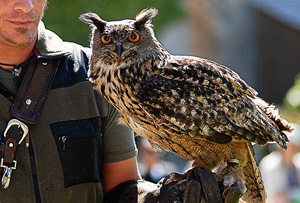 Link zur vergrößerten Bild-Ansicht