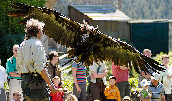 Bild: Mönchsgeier bei der Greifvogelvorführung