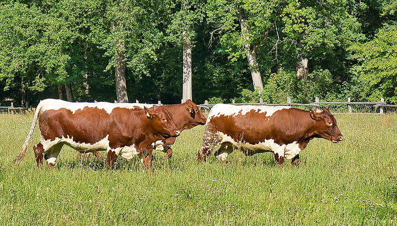 Bild: Rinder im Schlosspark Schönbusch in Aschaffenburg
