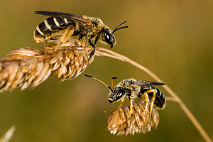 Bild: Wildbienen